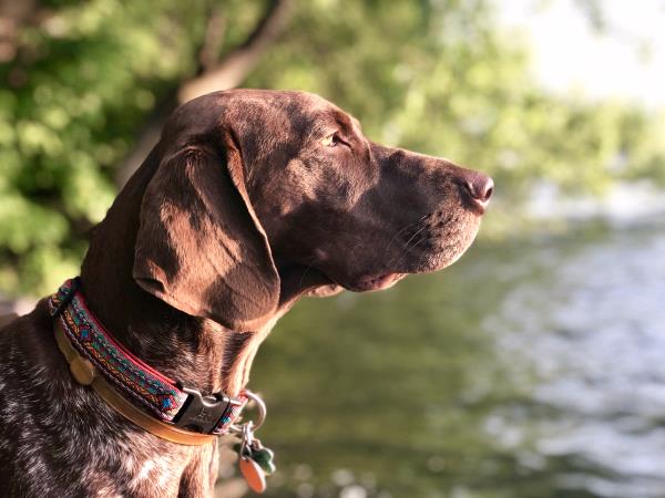 /images/uploads/southeast german shorthaired pointer rescue/segspcalendarcontest2019/entries/11475thumb.jpg